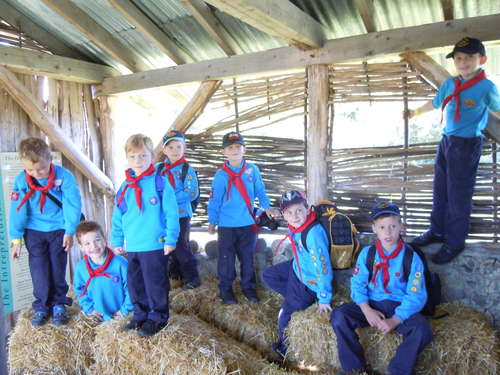 Beavers in the country